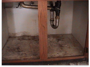 mould under sink